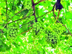 El necesario recambio de Thompson Seedless en Chile