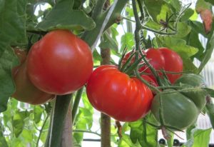 Expertos desarrollan estudios para mejorar la tolerancia de los tomates al estrés