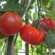 Expertos desarrollan estudios para mejorar la tolerancia de los tomates al estrés