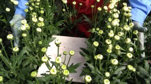 Un buen monitoreo es sinónimo de un buen control