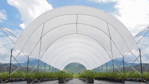 Tunneltek: soluciones a medida para los productores de arándanos