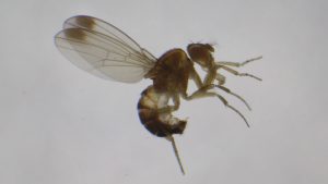 Proyecto conjunto busca gestionar de manera eficiente la presencia de Drosophila suzukii en la región de O´Higgins