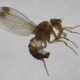 Proyecto conjunto busca gestionar de manera eficiente la presencia de Drosophila suzukii en la región de O´Higgins
