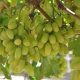 Nuevas variedades de uva de mesa