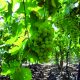 Efecto del tamaño del fruto y la formulación del plaguicida en la estimación del período de carencia