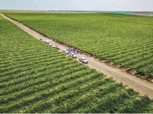 Encaminados para evitar la asfixia radicular