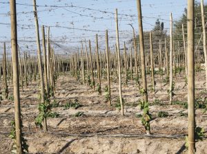Grupo Huamaní aprieta el acelerador en el recambio varietal