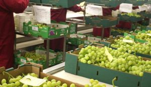 Acciones para superar la crisis de la uva de mesa chilena