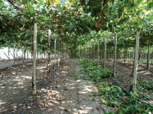 Bioestimulantes y quelatos ayudaron durante este año a enfrentar la escasez de fertilizantes