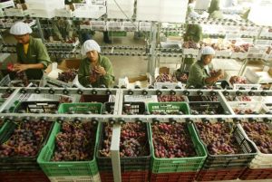 Agroexportaciones crecieron cerca de 8% entre enero y julio