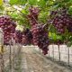 Expertos debatirán nuevas técnicas sobre el manejo de uva de mesa que se cultiva en el Norte del Perú