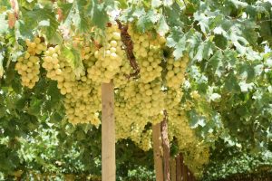 Evalúan vuelos directos de Chile a Piura para unir centros agrícolas