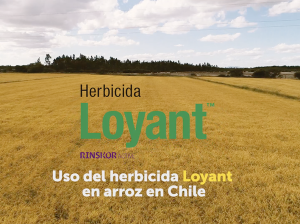 Uso del herbicida Loyant en arroz en Chile