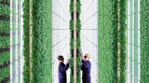 Apuesta de Walmart impulsa expectativas por agricultura vertical