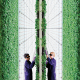 Apuesta de Walmart impulsa expectativas por agricultura vertical