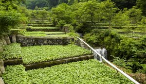 Chile surge como opción de wasabi, en medio de crisis productiva en Japón