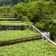 Chile surge como opción de wasabi, en medio de crisis productiva en Japón