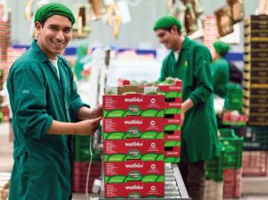 “Nos seguimos consolidando como un importante comercializador de paltas en Perú”
