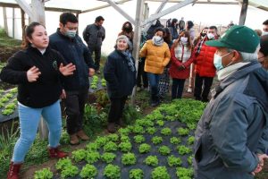 Agricultora quintuplicó su producción gracias al primer cuarto climatizado construido en la zona austral del país