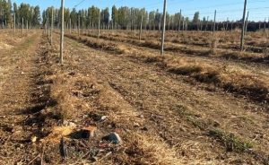 Plantaciones ilegales de manzanos fueron arrancadas en las regiones de O’Higgins y del Maule