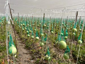 Antufen: los pasos que siguieron para llegar al top 1 en semillas de Chile