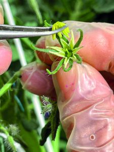 Con la ventaja de tener una amplia ventana de producción