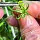 Con la ventaja de tener una amplia ventana de producción