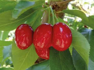 Disminuir el estrés térmico y reducir la producción de frutos con anomalías: claves para la construcción de fruta de calidad