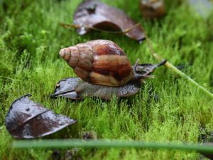 Alerta por presencia de caracol gigante africano en Chile