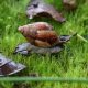 Alerta por presencia de caracol gigante africano en Chile