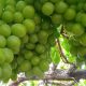 PLANT POWER, la eficacia nutricional adecuada para la uva de mesa