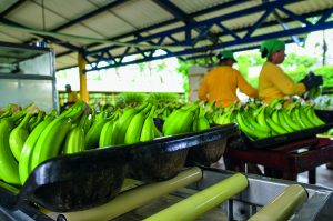 Unibán y el reto de mejorar  la productividad