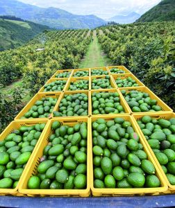 Legado aguacatero en la mitad del mundo