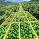 Legado aguacatero en la mitad del mundo