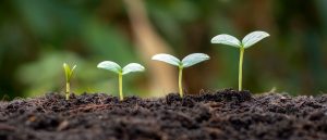 Alimentos de la agricultura urbana tienen una huella de carbono mayor que la de productos convencionales