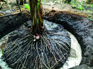 Decisivos resultados de Promesol 5X en el cultivo del banano
