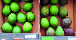 Vidre+™ extiende de manera diferenciada la vida poscosecha en paltas