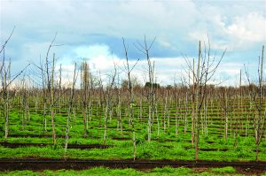 Las temperaturas cambiarán la dormancia en cerezo