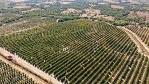 Hacia una producción más sostenible en avellano europeo
