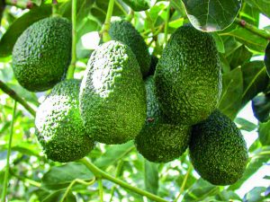 Alianza para el crecimiento sustentable del aguacate mexicano