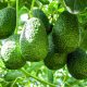 Alianza para el crecimiento sustentable del aguacate mexicano