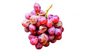 Consorcio bacteria-levadura  para control de pudrición del racimo