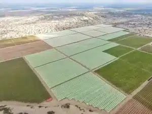 Apuesta del BID por la vid: otorgó financiamiento de US$10 millones a Pura Fruit para fortalecer la exportación de uva de mesa