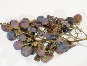 Systems Approach, el protocolo que impulsará a la uva de mesa chilena en EE UU