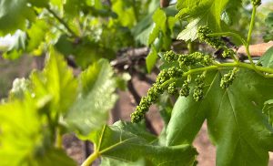 Raimsa, cuando la transformación varietal en uva de mesa da frutos