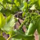 Raimsa, cuando la transformación varietal en uva de mesa da frutos
