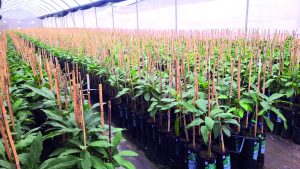 Portainjertos clonales,  el futuro del aguacate en Colombia