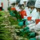 Grupo Virú compra compañía distribuidora de alimentos congelados en Estados Unidos