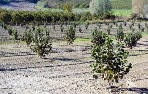 El riego por goteo subterráneo está revolucionando el cultivo del avellano