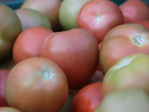 Desarrollan app gratuita para el manejo de plagas en cultivos de tomate bajo invernadero